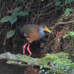 Gray-necked Wood-Rail